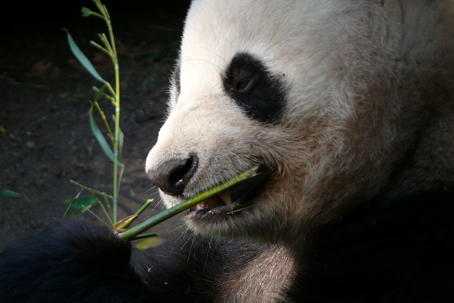 medvěd panda jíst, zoo, San Diego, zvířat, panda, savců, savec, medvěd, srst, jíst, hybnosti