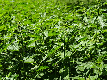Stinging Nettles, Hives, swelling, painful, urtica, plant, nature, burn, itching, leaves, stinging nettle plant