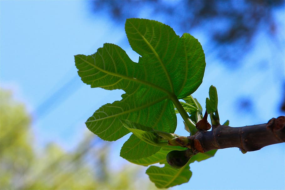 fig leaf, tree, fruits, fig, nature, leaf, branch, blue, summer, sky, outdoors