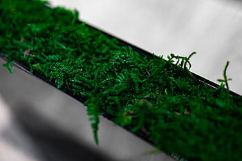 植木鉢、 展覧会、 植物、 ポット、 博覧会、 緑色、 自然、 クローズアップ、 草、 マクロ、 人なし
