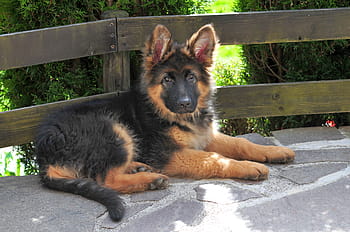 black, tan, king shepherd puppy, brown, wooden, fence, schäfer dog, long haired, old german, puppy, dog