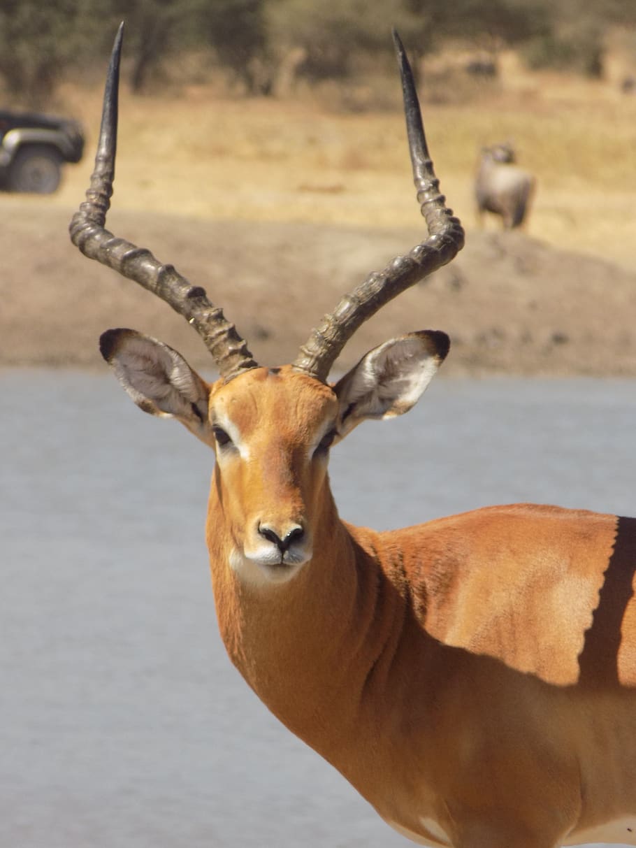 impala, antelope, africa, safari, wildlife, horns, tarangire, nature, animal