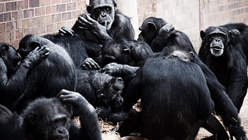 hitam, monyet, dinding, Hewan, Kera, Sosialisasi, bersosialisasi, simpanse, makan, mamalia, primata