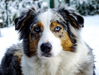 adult, white, tan, black, australian shepherd dog, dog, australian shepherd, blue merle, animal portrait, pet, snow