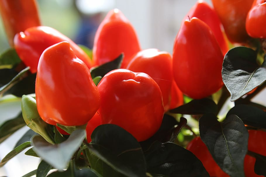 paprika, capsicum, chili, pepperoni, pepper, hot peppers, nightshade, solanaceae