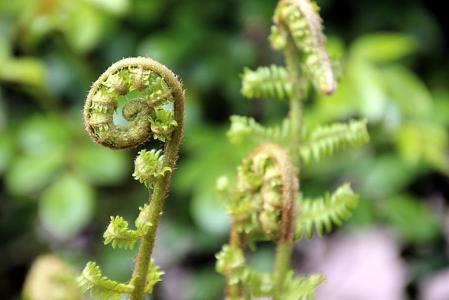 spring, boating, curl, garden, sheet