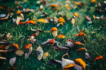 jardim de outono, cachorro, jardim, rochas, folhas, outono, paralelepípedos, natureza, folha, estação, ao ar livre