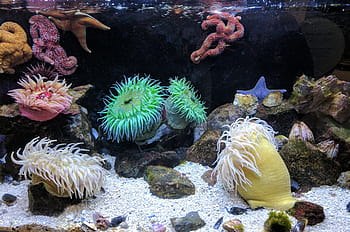 corals under water, sand, rocks, coral, reefs, aquatic, animal, sea anemone, water, underwater, undersea