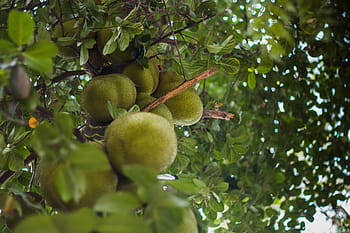jackfruit, ovoce, jídlo, tropický, čerstvý, sladký, organický, přírodní, zdravý, rostlina, Lahodné