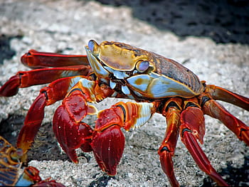 red, white, crab, animal, aquatic, archipelago, beach, ecuador, equator, exotic, fauna