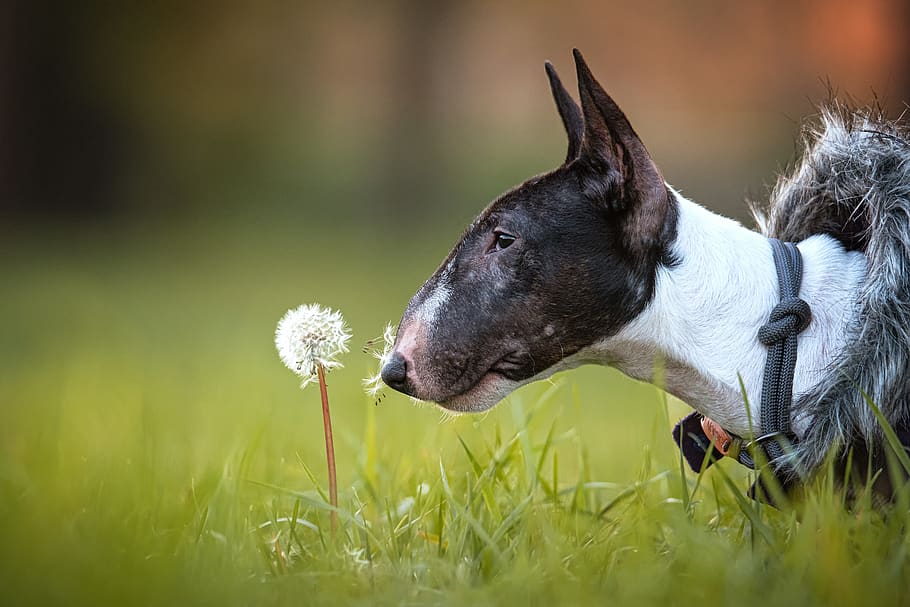 cane, cucciolo, bull terrier in miniatura, Bull terrier, carina, animale domestico, affascinante, dolce, ritratto animale