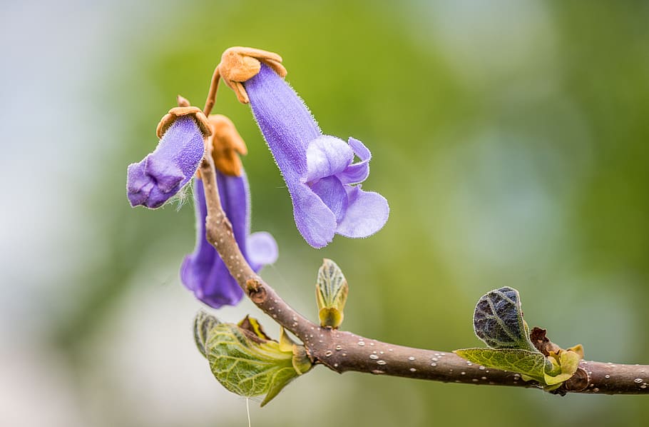 květ, fialový, kiriblüte, modrý zvonek, Příroda, strom, Kaiser strom, císař-paulownie, květenství, modrá fialová, listové pupeny