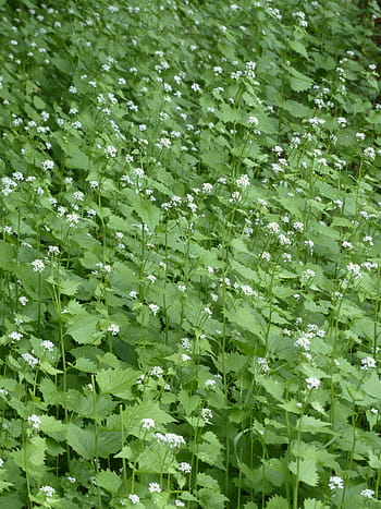 hvidløg sennep, blomstre, flor, hvid, hvidløg urt, knoblauch hederich, cruciferous plante, køkken urt, lægeplante, vilde blomster, vilde plante
