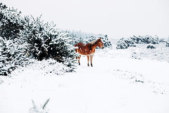brown, horse, surrounded, snow, animals, winter, cold, white, outdoors, nature, trees