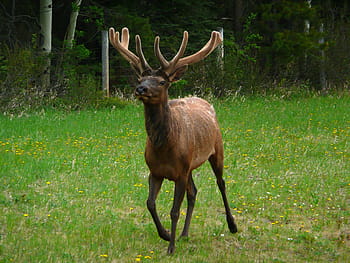 brown, animal, running, field, daytime, Elk, Wildlife, Wild, Antler, Horns, Male