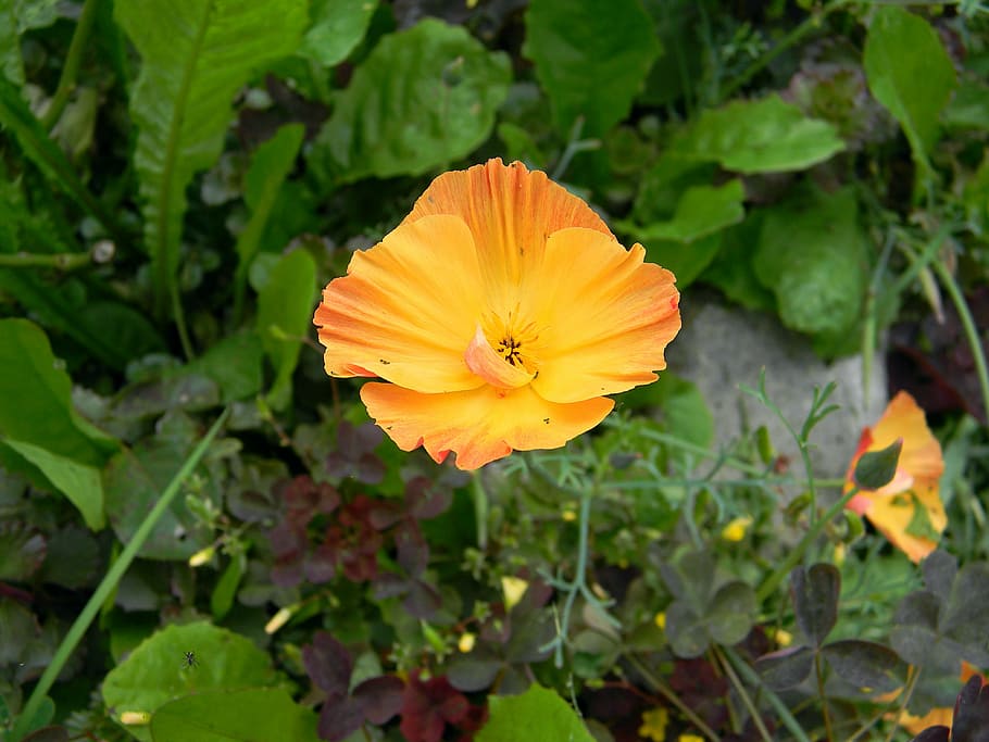 eschscholzia, Kalifornie mák, mack, oranžový, květ, půvabný, Příroda, letní, Jasný, detailní, krásná květina
