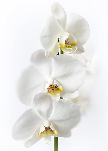 Phalaenopsis, Orchid, White, phalaenopsis orchid, flower, tropical, butterfly orchid, plant, blossom, bloom, flora