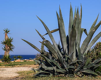 Aloe Vera, Plant, Nature, Leaf, green, cactus, thorn, agriculture, desert, arid climate, palm tree