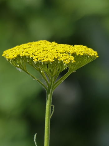 fernleaf, květ, žlutá, achillea filipendulina, tanacetum angulatum willd, tanacetum úhlová vůle, kapradina listnatá, vysoká řebříček, vysoký snop, zlatá řebříček, žlutá řebříček