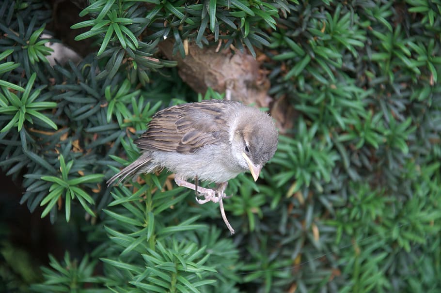 animals, bird, sparrow, height, balance, young