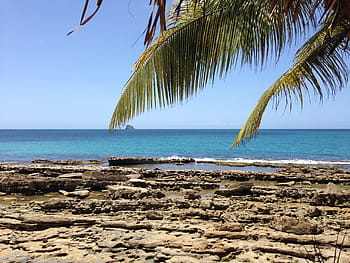 palm, sky, holiday, summer, light, exotic, cloud, guadeloupe, nature, landscape, caribbean
