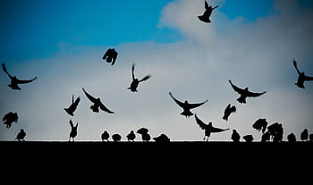 silhouette, flying, birds, white, clouds, daytime, fly, animals, dark, wall, blue