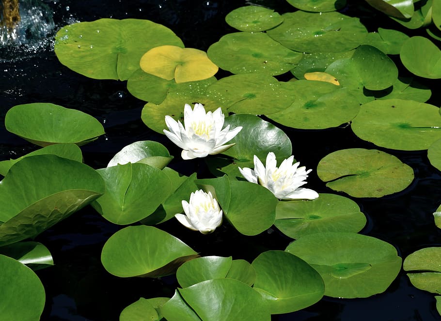 water lily, lily pad, pond, flower, floral, beauty, nature, lily, pad, plant, garden