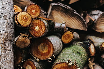 log kayu, Kayu, log, hutan, batang, Material - kayu bakar, pohon, alam, coklat, Industri kayu, latar belakang