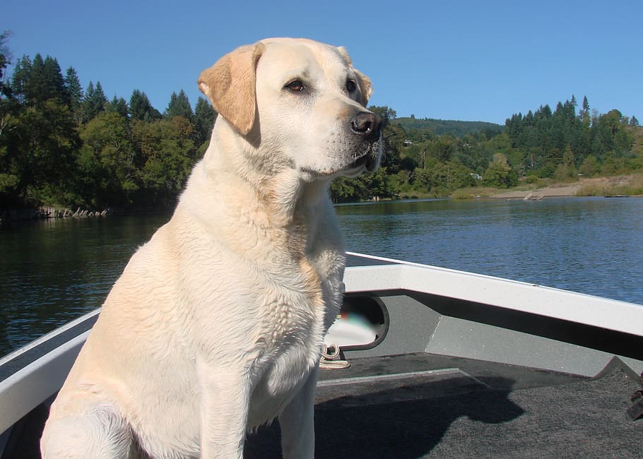 Pes, žlutá laboratoř, labradorský retrívr, retriever, venkovní, čistokrevný, psí