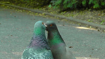 green-and-black kissing pigeons, pigeons, birds, bird pigeon, dove, kiss, romance, nature, animals, love, bird kiss