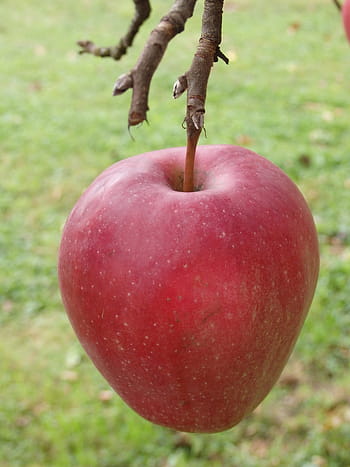 apple, red, fruit, red apple, tree, branch, stalk, gloster