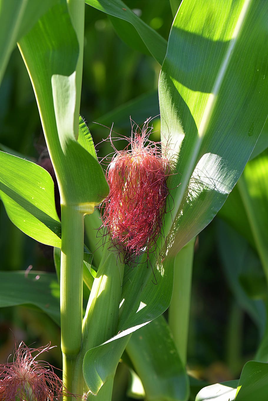 corn, stylus, piston, green, green color, leaf, red, plant, nature, flower, outdoors