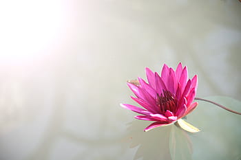 růžový, lotosový květ, Průhledná, uklidnit, voda, zavřít, fotografování, lotus, květiny, Příroda, květy