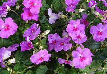 impatiens walleriana, virág, nebáncsvirág, impatiens sultanii, elfoglalt lizzie, balzsam, szultán első felesége, növényvilág, kolkata, India, rózsaszín szín
