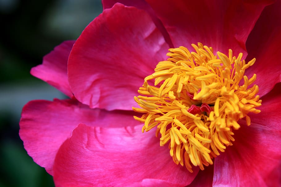 pion, Pfingstrosen, Rosa, starke Farbe, bunt, leuchtend rosa, große Blüten, Blume, Blumen, wunderschönen, blühen