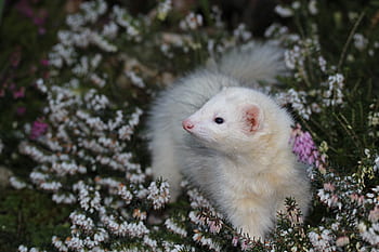 fretka, vřes, zvíře, mustelidae, zahrada