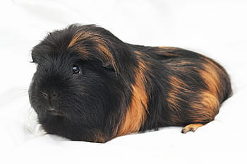 guinea-pig, cavy, rodent, pet, animal, guinea, pig, funny, portrait, guinea Pig, pets