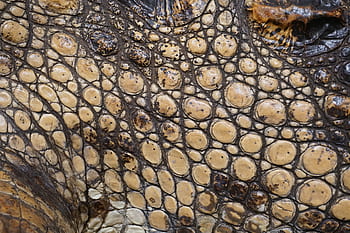 textura, krokodýl, stupnice, plněné, aligátor, povrch, vzor