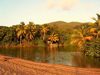 body, water, surrounded, coconut trees, daytime, guadeloupe, palm, beach at night, holiday, travel, beach