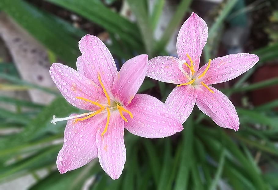saffron, flowers, romantic, pink, soft, fragrance, sejong city, korea