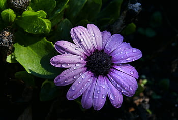 pluie, fleur, fermer, macro, les plantes, jardin, Frais, belle, gouttelettes, humide, Météo