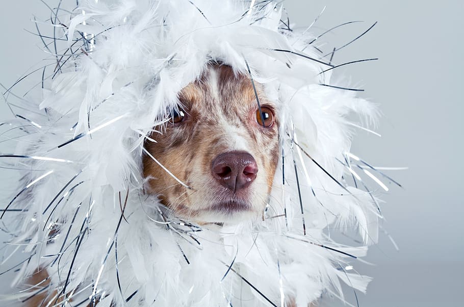 red, merle australian shepherd puppy, dog, australian shepherd, funny, panel, white, purebred dog