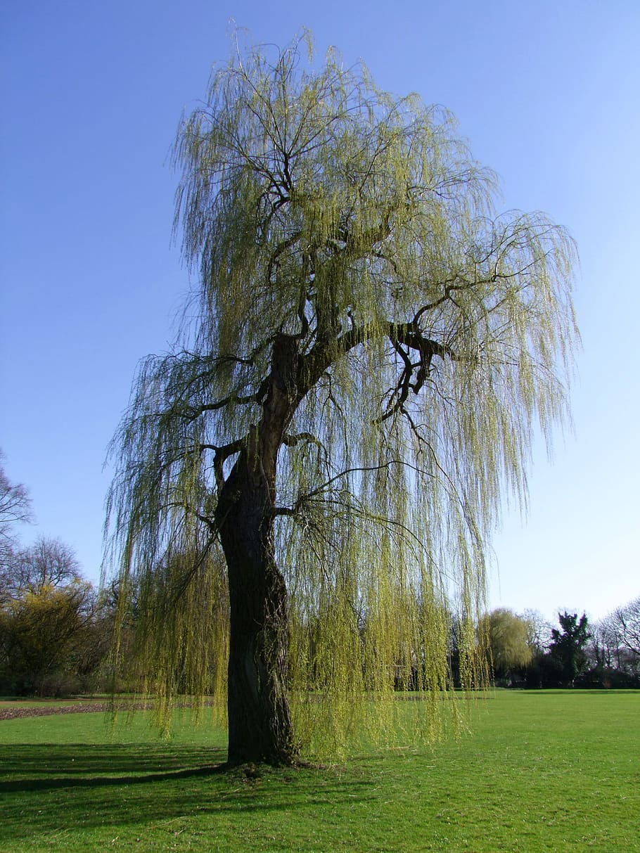 selective, green, tree, weeping willow, pasture, old, old tree, individual tree, alone, solitary, meadow