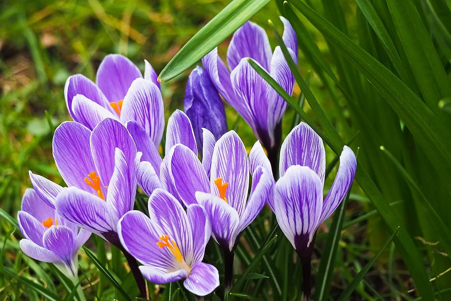 selective, focus photography, purple, crocus, ]flower, nature, plant, flower, garden, flowers, grass