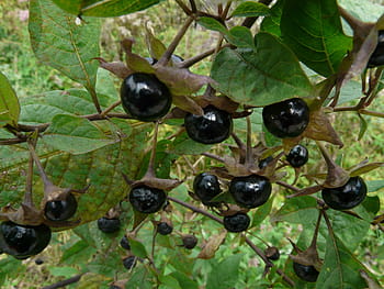 kulaté černé ovoce, rulík, třešeň, rostlina, Příroda, toxický, Černá, bobule