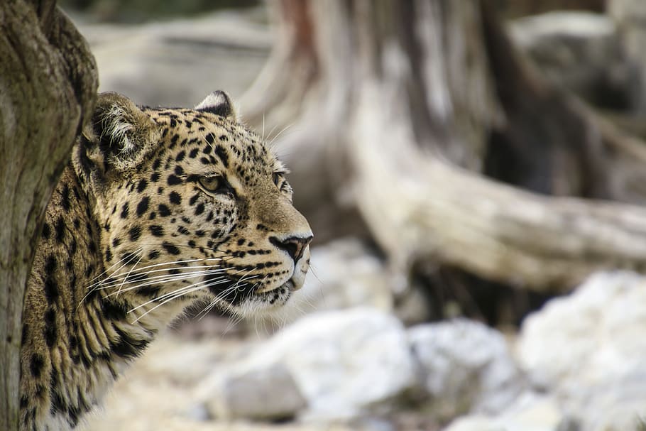 tiger portrait photo, persian leopard, leopard, portrait, close, view, face, wallpapper, elegant, expression, attention