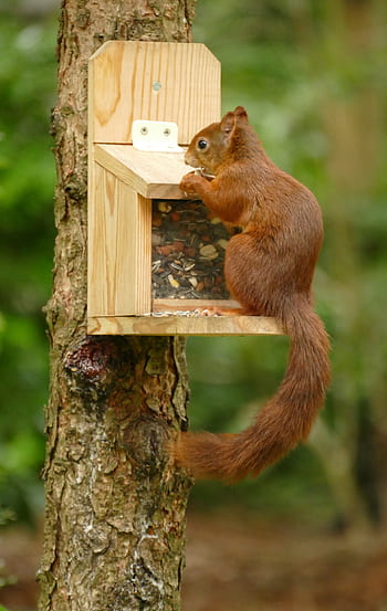 scoiattolo, sciurus vulgaris, mammifero, roditore, rosso, cibo, mangiatoia per uccelli, inteligente, onnivoro, natura
