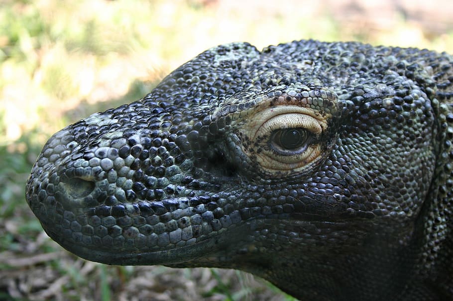 varan komodský, plaz, ještěrka, dravec, monitor, zvířecí hlavy, jednoho zvířete, část těla zvířete, zvířat, detail