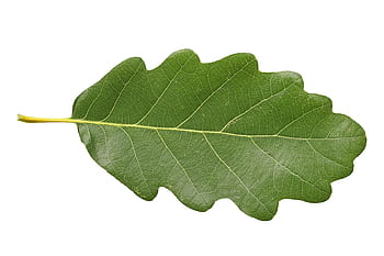 grape oak leaf, oak leaf, leaf, oak, oak leaves, tree leaf