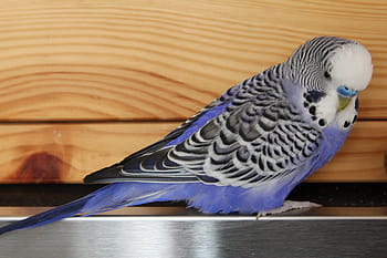 blu, bianca, uccello di pappagallino ondulato, pappagallino, uccello, pappagallino ondulato, animale domestico, piume, parrocchetto, becco, piuma